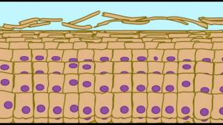 AP1 SKIN KERATINIZATION IN EPIDERMIS [upl. by Gnav]