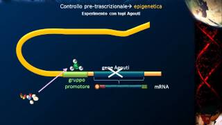 Lezione 22  Epigenetica [upl. by Kcirddet744]