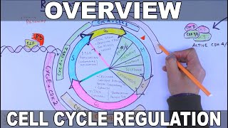 Cell Cycle Regulation  Basic Overview [upl. by Ahcas]