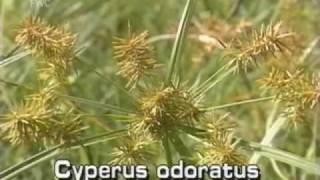 flat sedge Cyperus odoratus [upl. by Schecter]