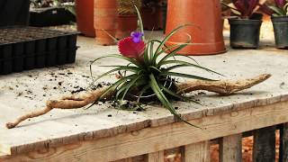 How to Display Air Plants Tillandsia [upl. by Theall935]