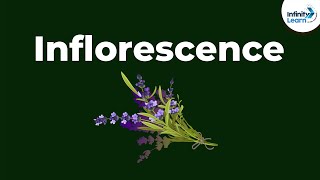 Types of Inflorescence  Morphology of Flowering Plants  Dont Memorise [upl. by Paryavi]