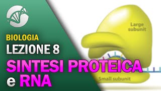 BIOLOGIA  Lezione 8  Sintesi Proteica e RNA [upl. by Beedon133]