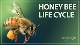 The Life Cycle of a Honey Bee [upl. by Dannie]