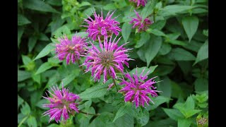 Deadheading Bee Balm [upl. by Elleiad]