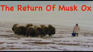 The Return Of Musk Ox Siberia Arctic areas BUSHCRAFT in the tundra Survival [upl. by Perni712]