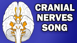 CRANIAL NERVES SONG [upl. by Adnilak]