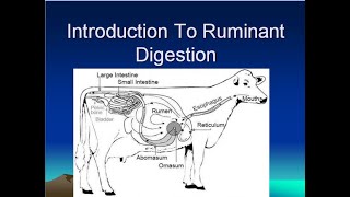 Digestive System of Ruminant Animals [upl. by Wester342]