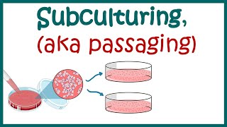 Subculturing cells  Cell culture basics [upl. by Ahsenat636]