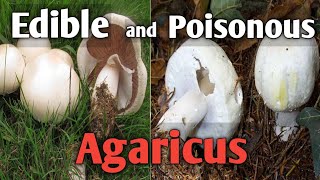 How to tell an edible agaricus mushroom from a poisonous one [upl. by Nuncia]