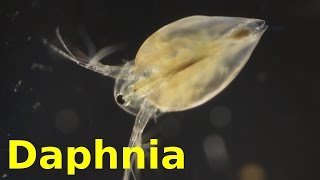 Daphnia [upl. by Ariamat]