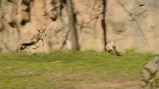 Tiny gazelle leads highspeed chase at zoo [upl. by Nahguav380]