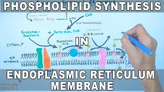 Phospholipid Synthesis in Endoplasmic Reticulum Membrane [upl. by Rothschild384]