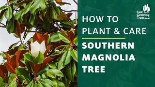 Southern Magnolia Tree  How to Plant amp Care [upl. by Atlee]