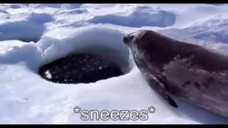 Captioned Seal Sea Doggo [upl. by Enirehtak208]