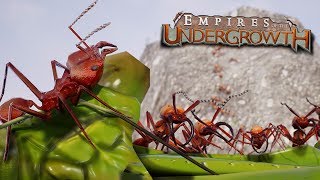 THE ANT COLONYS FINAL STAND  Empires Of The Undergrowth  Ep18 [upl. by Adnirb]