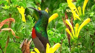 Beautiful sunbirds in the quotLittle Karooquot South Africa [upl. by Athenian]