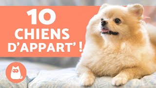 10 races de CHIENS dAPPARTEMENT 🏠 Les meilleurs [upl. by Ikaz]