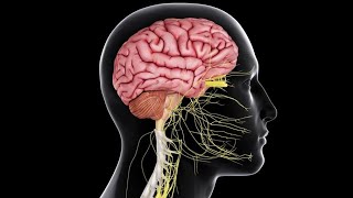 Physiology CNS  Motor  lecture 5  part 1  Basal Ganglia  DrNagi  Arabic [upl. by Theda]