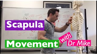 Scapula Movement  Functional Anatomy [upl. by Yecaj]