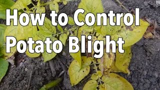 Blight 5 Ways to Control Potato Blight Late Blight [upl. by Shamrao]