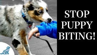 STOP Puppy Biting With These 7 Rules For Training [upl. by Darees]