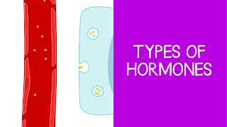 Types of Hormones  Human Physiology [upl. by Valerlan]