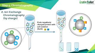 Protein Purification [upl. by Yrreiht]