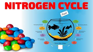 THE AQUARIUM NITROGEN CYCLE [upl. by Villada]