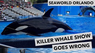 Seaworld Killer Whale Show Goes Wrong [upl. by Kho]