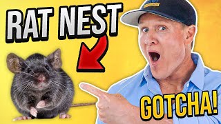 HOW TO GET RID OF RATS FASTbefore they ruin your house [upl. by Errot]