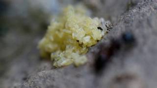 Carpenter ants eggs and larvae [upl. by Ennaul]