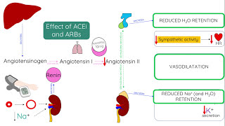 ACE inhibitors and ARBs  Mechanism of action [upl. by Gwenn]