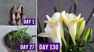 How to Plant Grow amp Care Freesia in Pots 130 Days Update [upl. by Schild]