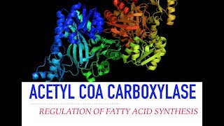 Amino Acids Degradation Protein Catabolism [upl. by Kyred64]