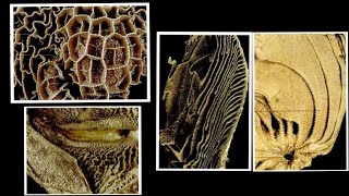 Ruminant Stomach  Reticulum  Omasum  Abosmasm  Splanchnology by Dr Nidhi Gupta  NDVSU [upl. by Lichter793]