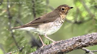 Swainsons Thrush Song [upl. by Nylirahs]