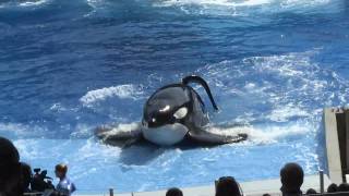 One Ocean premiere at SeaWorld Orlando  New Shamu show [upl. by Frants]