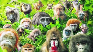 These Are All Primates That Currently Exist [upl. by Alina]