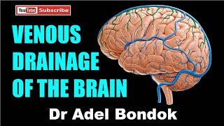 Venous Drainage of the Brain Dr Adel Bondok [upl. by Reivaz]