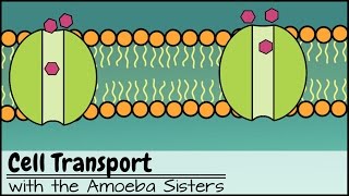 Cell Transport [upl. by Anneh]