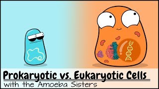 Prokaryotic vs Eukaryotic Cells Updated [upl. by Rob]