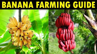 BANANA FARMING  BANANA CULTIVATION  Planting Care and Harvesting Guide [upl. by Ecnirp593]