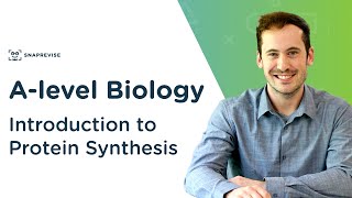 Introduction to Protein Synthesis  Alevel Biology  OCR AQA Edexcel [upl. by Reel289]