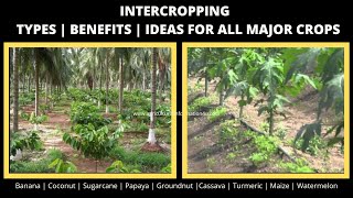 Intercropping Types  Benefits  Inter crop guide for major crops  2020 [upl. by Stringer456]