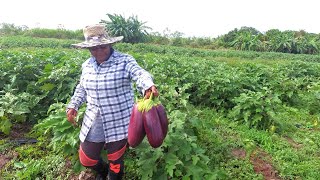 Tour of a Commercial Farm in Guyana [upl. by Ire]