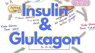 Hormon Insulin dan Glukagon  Mekanisme Kontrol Glukosa [upl. by Alcock749]