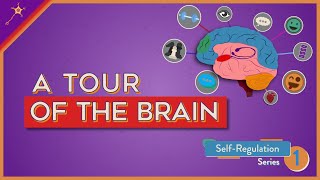 A Tour of the Brain  SelfRegulation Lesson 1 [upl. by Darryn]