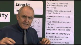 Immunity 6 Interferons protection from viral infections [upl. by Ileray897]