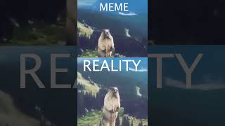 MARMOT SCREAM MEME VS REALITY [upl. by Anialed788]